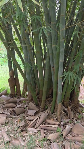Restoring Riverbanks with Bamboo: A Sustainable Solution