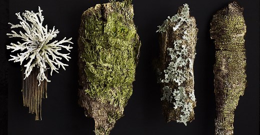 Amanda Cobbett: Stitching the forest floor – TextileArtist