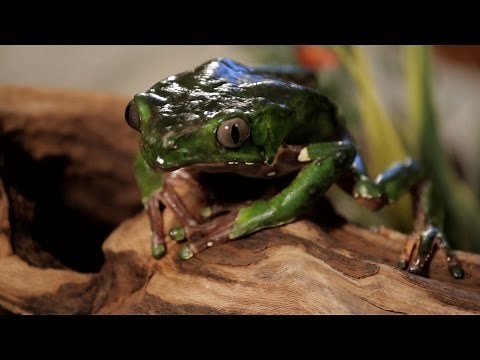 7 Cool Facts about Waxy Monkey Frogs | Pet Reptiles