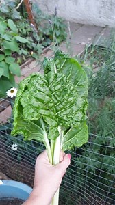 A quick garden harvest of fresh Swiss chard for tonight’s dinner! There’s nothing better than stepping outside and picking your own homegrown greens. #swisschard #spinach #green #growyouownvegetables #growyourowngreens #foodgarden #gardenharvest #mygarden #backyardhomestead #urbanhomesteading #gardening #whynot #foodgarden #funinthegarden #goodfood #soundsofthegarden #growyourownfood #urbangarden #urbanhomesteading #magicgardens #dinnerharvest #next_chapter_homestead #tinyhomestead #smallspacega