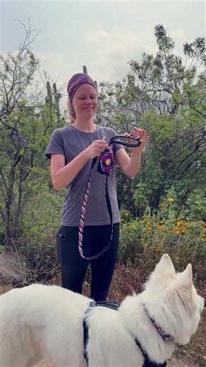 What to do with the dog leash when no one’s around?…