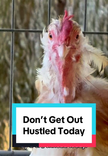 Don’t get out hustled today 🔥 #dailymotivation #wordsofwisdom #chickenhappyhour audio @TaylorJaee 💓