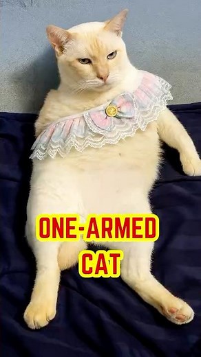 One-Armed Cat Will Break Your Heart 💔 #cat #shorts