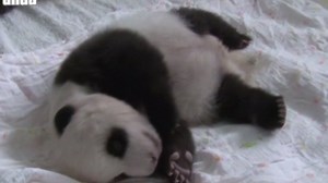 292K views · 5.5K reactions | These 10 giant panda cubs made their...