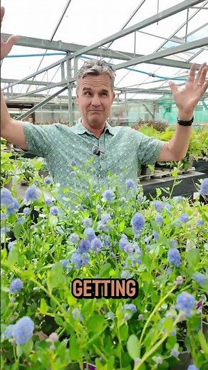 Ceanothus is flowering now!