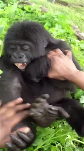 Tickling a MONKEY 👉🐵👈🤣