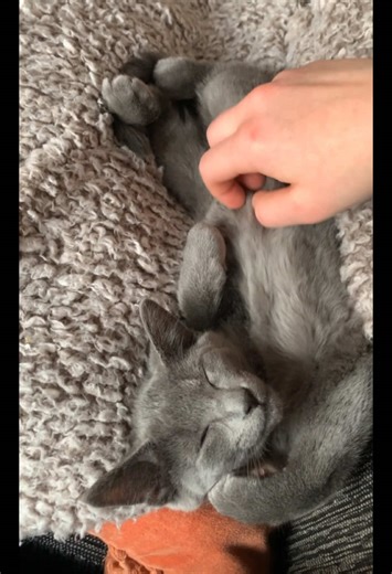 Amanda Springer on TikTok