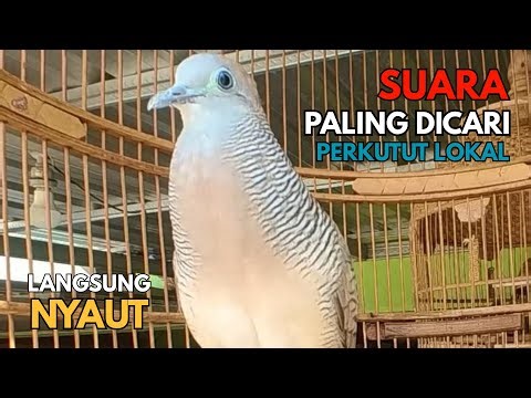 Perkutut Lokal Gacor Suara Paling Banyak DiSukai | Pancingan Semua Burung Perkutut Agar Cepat Bunyi