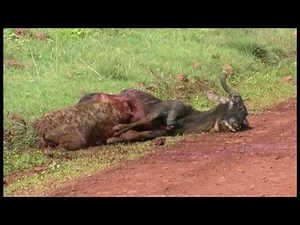 A Hyena eating a Wildebeest alive - Part 2!! (In Ngorogoro) 鬣狗生啃活角馬 - 2 高清
