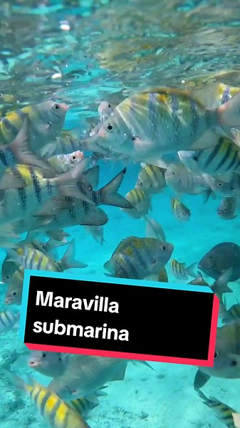Maravilla Submarina en Puerto Morelos, México