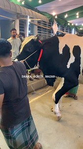3.9K views · 78 reactions | Giant Aussie Bull Display #batch2023 #sadeeqagro | DHAKA GORUR BAZAR | Facebook