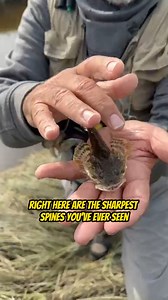 This fish has the sharpest spines you have ever seen! Your Saltwater Guide is Sponsored by Promar & Ahi USA. | Your Saltwater Guide