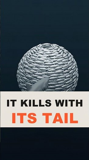 The Shark That Kills With Its Tail