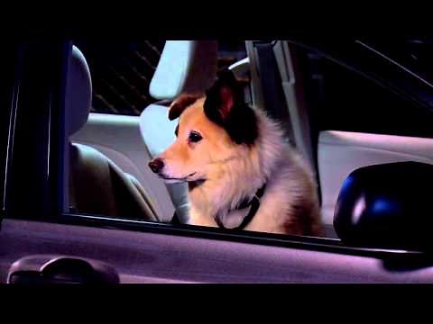 Dog With A Blog - Stan Guards The Car