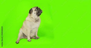 Funny cute pug dog touching green screen object, scratching, clawing by paw something. High five. Green screen. Looking attentively, carefully, tilting head. Side view. Advertising concept.