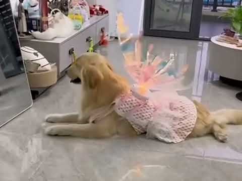 Enchanting Dog Fairy Wings: Transform Your Pup into a Whimsical Wonder!
