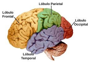 Functions of the 6 brain lobes