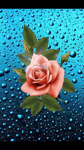 Stunning Roses: Vibrant Imagery of Various Colors