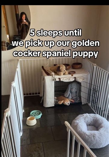What r u doing this long weekend? Just waiting for our golden English cocker spaniel to come home and join our family in 5 more sleeps.. follow along for daily cuteness overload from Teddy 🤎🧸🙊 #englishcockerspaniel #cockerspaniel #englishcocker #goldencocker #dog #dogfluencer #ugc #puppy #tiktokdogs #fyp #haul #adelaide #goldendog #dogmum #crate #kmart #vlog