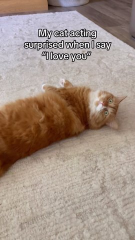A collection of cat moments full of fun and personality