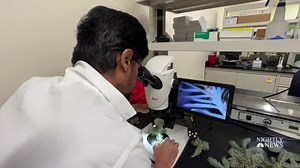 How scientists are creating the perfect Christmas tree