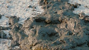 Fresh cow dung with flies. Cow shit on the road. Round poop pie