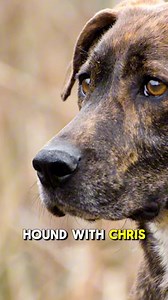 3.9K views · 32 reactions | The Plott Hound  clip taken from Pack Talk Podcast 110 listen on your favorite platform or watch on YouTube! #dogs #dogtraining #dogtrainer #dogbreed #doglover #plotthound #plotthoundsofinstagram #huntingdog | Canine Revolution Dog Training | Facebook