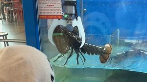 Claw machine in China allows players to catch live lobster