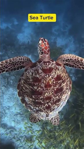 "5 amazing ocean creatures you need to know! 🌊🐢🐟✨"