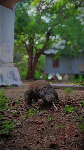 Majestic but Deadly: The Komodo Dragon Walk