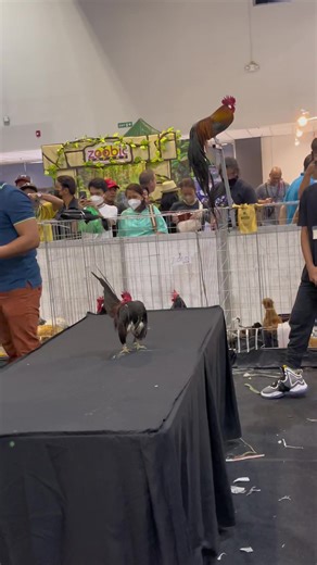 Asgard Farm Serama Table Top Show RBK June 23, 2024 Taytay