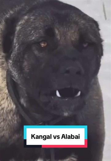Who would win in real battle Kangal or the Alabai? #kangal #alabai #dogfight