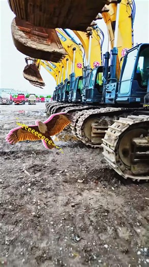 Nhiều máy xúc lắm đấy các bạn. #excavator #mayxuc #máyxúc #xeben #xelu