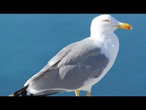 Seagull Sounds | Seagull Sound Effect | Seagull Calls | Seagull Cries | Seagull Noises | No Music