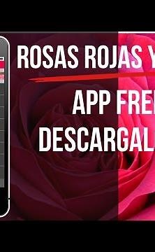 Rosas de Amor con Frases para Enamorar: Imagenes de Rosas-rosas rojas