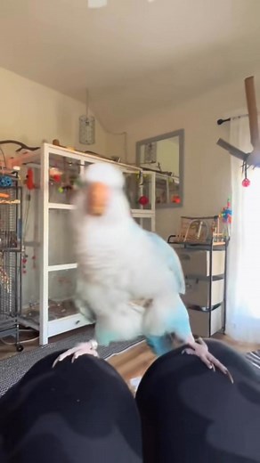 WHEN DA BEAT DROPS! 🎶 Morning dance sesh. #quakerparrot #littlemonster | Kate Bogenreif