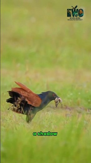 Blood Eyes, Black Wings—The Ghost Bird of Asia. #documentary#usashorts#fyp