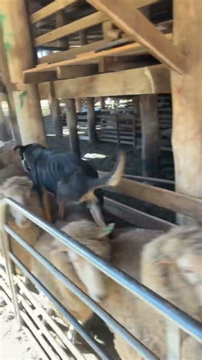 Aussie kelpie loading sheep up a race rough tuff dogs