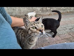 Jealous tabby cat attacks other cats that approach me and pushes them away