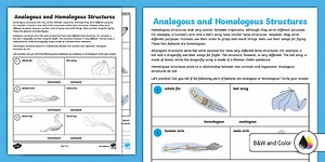 Analogous and Homologous Structures Worksheet for 6th-8th Grade