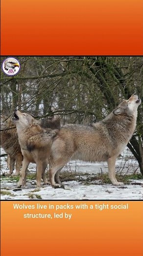 Wolf - The mysterious predator of the wild forest