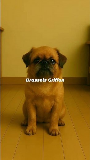 🎬 Brussels Griffon Glow-Up | The Big Personality in a Tiny Body 🐾❤️