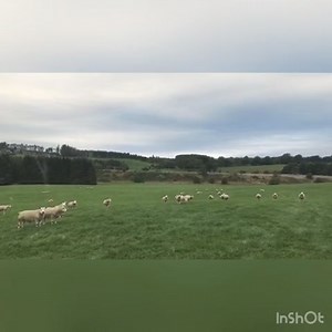 16K views · 35 reactions | Looking to add condition and bloom to your tups? Our highly palatable Maxammon Kelso Tup & Lamb pellets are perfect for the run up to shows and sales!  | Harbro Ltd | Facebook