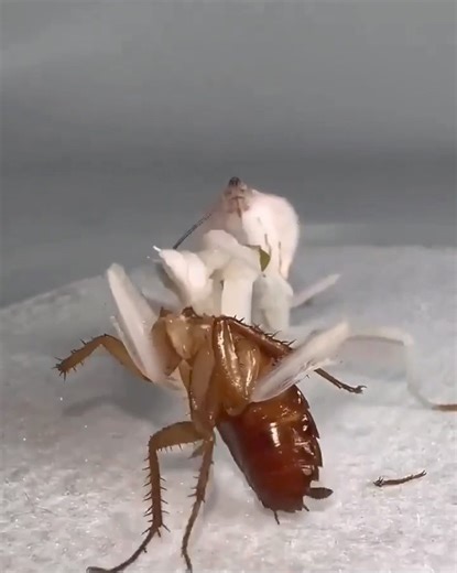 16K views · 185 reactions | Praying mantis eating a cockroach like it's a hamburger. . . . #DidYouKnow #viralpost #viralpage #facebook #facts #dailyfacts #factsdaily #trending #trendingpost #facebooktrending #ancientknowledge #ancienthistory #FacebookPage #factsoflife #viral #factsyoudidntknow #FactsMatter #factsonly . . Please Follow Strange Happenings | Strange Happenings | Facebook