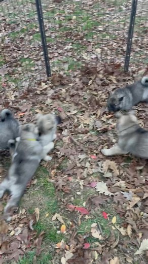 It’s a chilly 32 degrees outside, but the puppies think it’s great! #elkhound #puppies #OutdoorAdventure | Norwinds Elkhounds