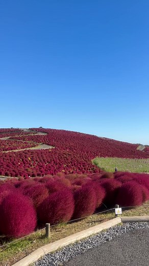 64K views · 4.2K reactions | Beautiful flower garden in Hitachi Ibaraki Japan  #japan | JP in Japan | Facebook