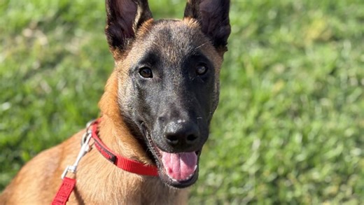 A puppy’s sudden death reveals a little‑known Texas threat