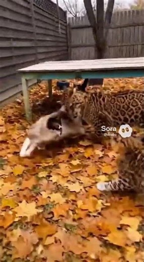 AI Cute Chaos: The Funniest Pet Moments Today..EP.065415