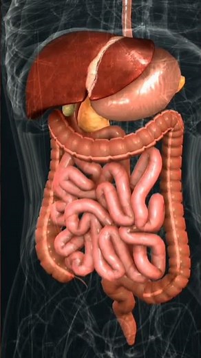How the Digestive System Works | Nutrient Absorption Explained