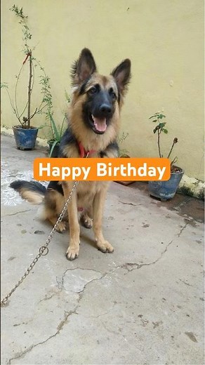 Happy Birthday Max: He Turns 4 yrs Today #Max_Shorts_103